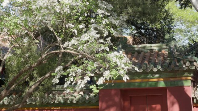 Spring Blossoms at Tuancheng: Pear, Begonia, and Lilac Flowers in the Imperial Circular City, Beihai Park
