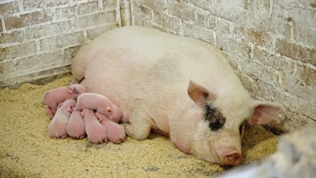 Calm mother sow resting in a cozy barn pen while a litter of newborn piglets cuddle and nurse at her side on soft bedding, nestled against a white brick wall in a farm setting.
