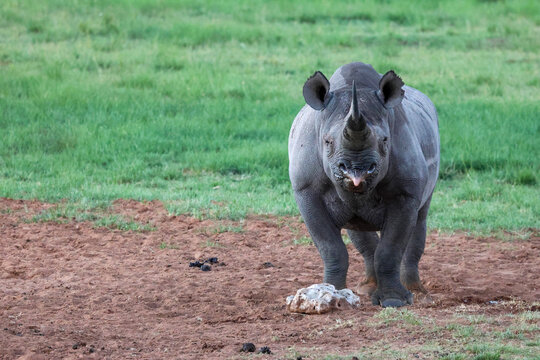 View of a majestic rhino standing proudly on reddish soil with green grass in background, tongue slightly out, in Vaalwater, Limpopo, South Africa.