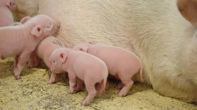 Mother sow resting on straw as a litter of newborn pink piglets huddle and nurse along her belly, capturing tender maternal care and early feeding behavior inside a quiet farm pen.
