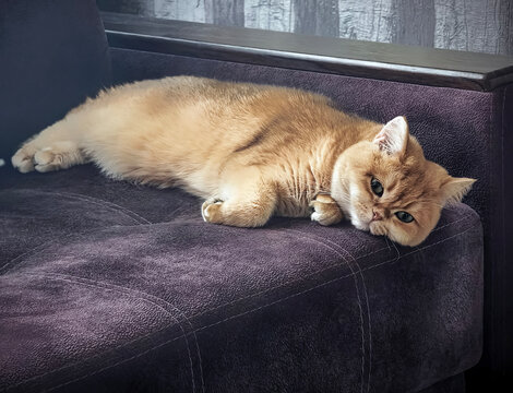 Cute cat relaxing on a sofa in a cozy living room during the afternoon sunshine, looking at the camera with wide eyes