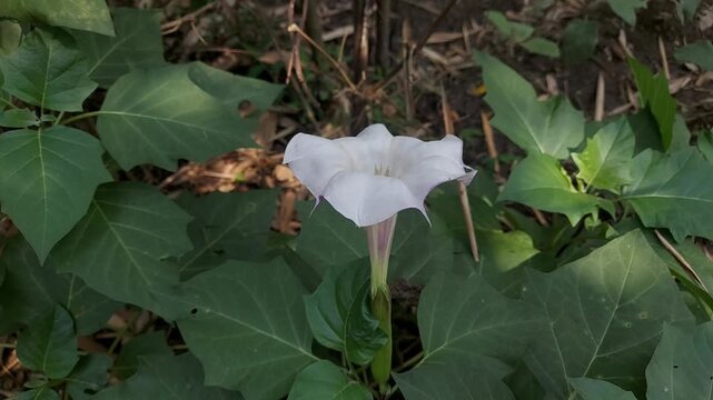Rare Datura Flower Bloom in 4K &ndash; Mystical White Thorn Apple Nature Video