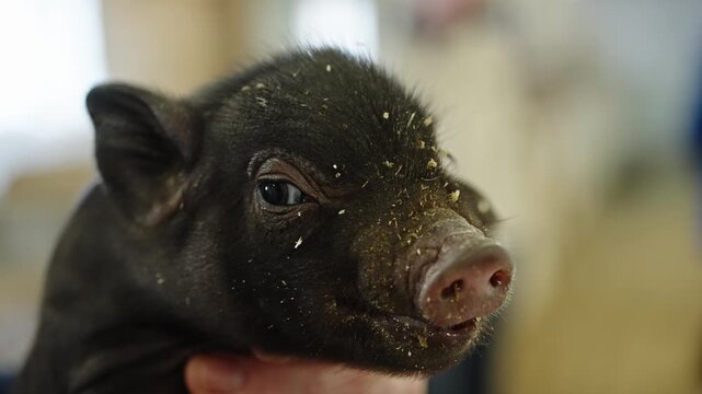 Gentle close-up of a tiny black piglet being carefully held in a human hand, straw-dusted snout and bright inquisitive eye set against a blurred barn interior in natural light