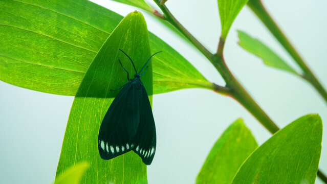 Black Moth vlinder Cyclosia panthona in Vietnam humid tropical forests oduring the monsoon season. China,, Hong Kong, India, Sri Lanka, and Myanmar breeding area It was known