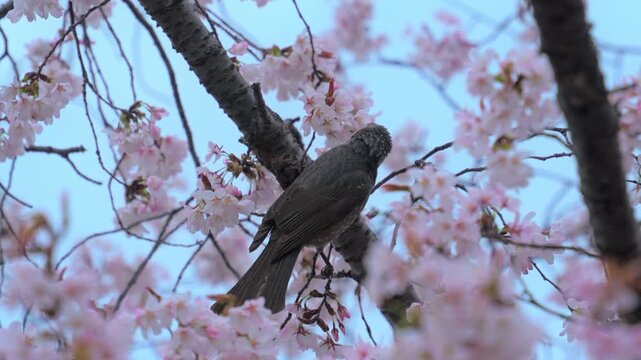 Small bird feeding nector from sakura flower or cherry blossom with blue sky during springtime