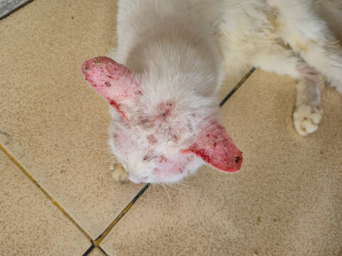 Sick white cat with severe mange, alopecia, and skin lesions on its face and ears. This stray feline shows signs of extreme neglect and requires urgent veterinary care