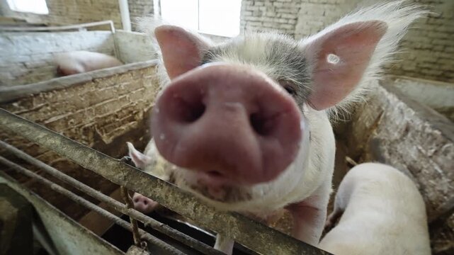 Curious piglet leaning over metal bars in a rustic brick barn pen, joined by other young pigs, highlighting indoor livestock housing, farm animal behavior, and rural setting