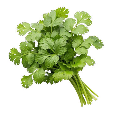 Fresh green broccoli with tight florets and crisp stems