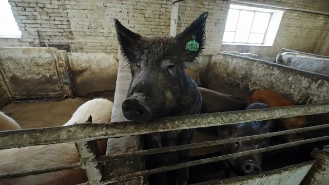 Close-up of a tagged black pig leaning over a metal rail in a rustic brick-walled barn, surrounded by other pigs in concrete pens under soft window light, illustrating indoor farm livestock housing