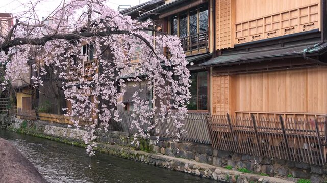 Cherry blossom or sakura tree blooming along Shirakawa Canal and ancient wooden house in Kyoto