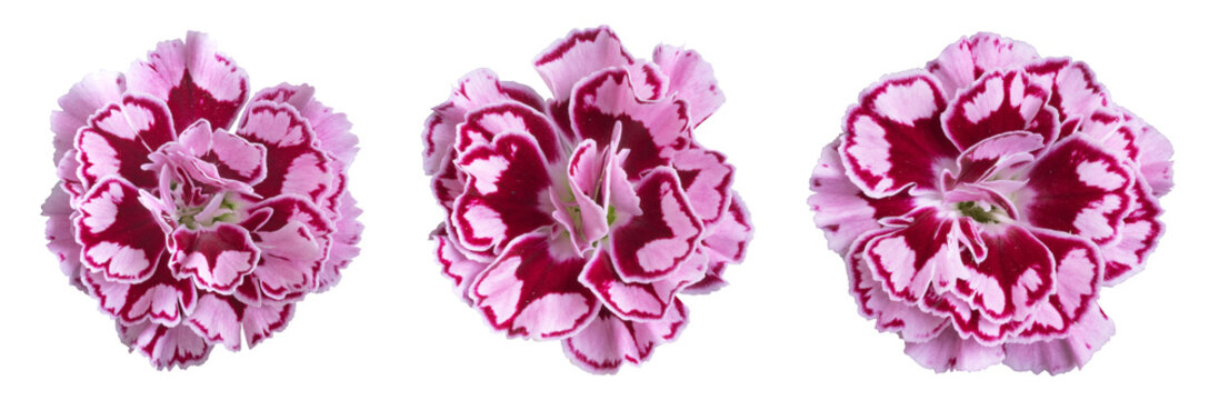 Oeillets Oscar trouper