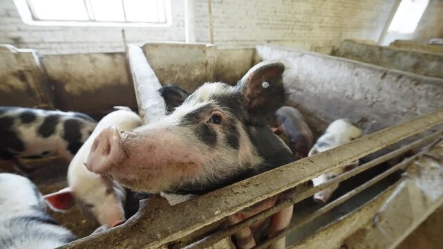 Curious piglet leaning over a concrete pen and sniffing the camera inside a rustic barn, with pigs milling in the background and window light on brick walls and metal rails