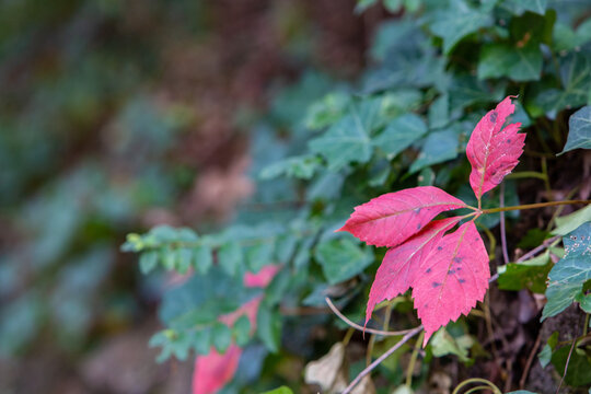 View of crimson leaves unfurl against a backdrop of verdant ivy, a vibrant contrast in the quiet woods, creating a serene scene, Arkansas, United States.