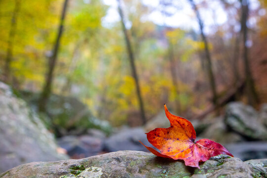 View of a vibrant red maple leaf resting on a weathered rock amidst the blurred backdrop of autumn trees, creating a serene and colorful scene, Arkansas, United States.