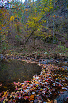 View of autumn foliage, a tapestry of yellows, reds, and browns, scattered across the tranquil water's surface, reflecting the surrounding woods, Arkansas, United States.