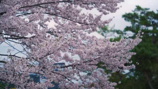 Vibrant Sakura Cherry Blossom blooming with blue sky during springtime in sunny day