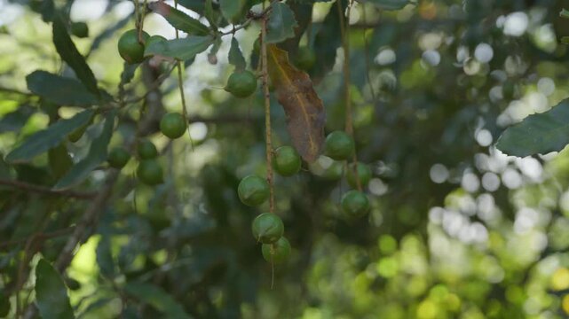 Macadamia nuts growing on a tree branch in a lush green orchard