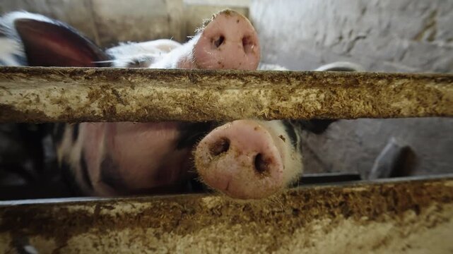 Close-up of curious black-and-white piglets pushing muddy snouts through worn metal rails inside a rustic pigsty, capturing livestock life in a barn enclosure lit by window light