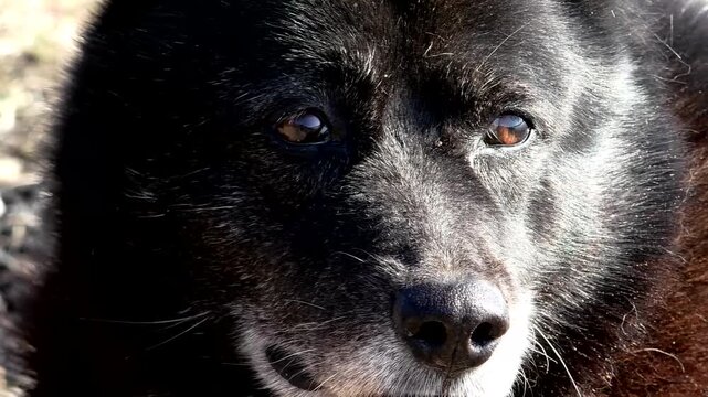 The face of an old black dog, the look of an animal. An elderly dog in close-up, eyes.