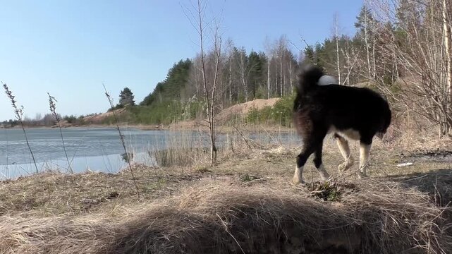 The dog Laika is black in nature by the lake. The Russian-European husky is walking.