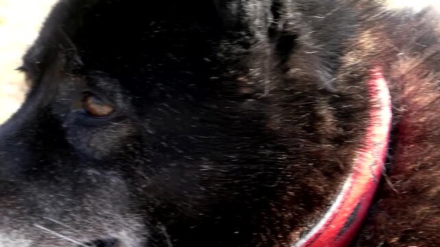 The face of an old black dog, the look of an animal. An elderly dog in close-up, eyes.
