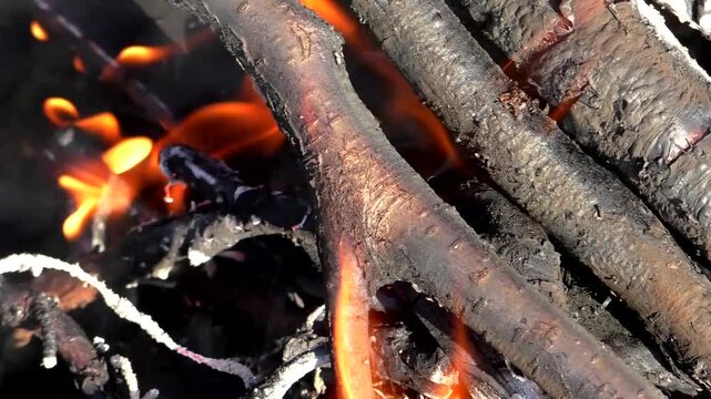 A campfire in nature, a fire on the branches of trees. Campfire in the forest.