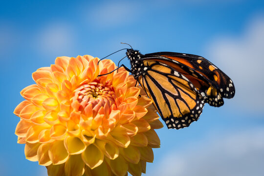 Close up of a monarch butterfly on a dahlia flower
