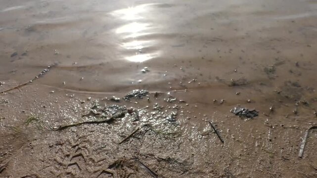 The transparent calm surface of the lake, the quiet water. The watery background is soothing.