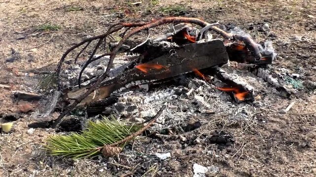 A campfire in nature, a fire on the branches of trees. Campfire in the forest.