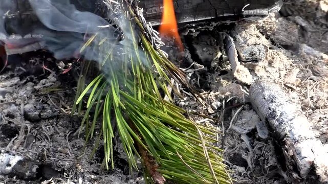 A campfire in nature, a fire on the branches of trees. Campfire in the forest.