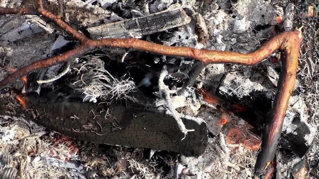 A campfire in nature, a fire on the branches of trees. Campfire in the forest.