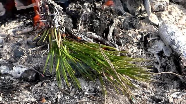 A campfire in nature, a fire on the branches of trees. Campfire in the forest.