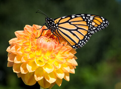 Close up of a monarch butterfly on a dahlia flower