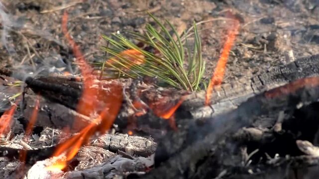 A campfire in nature, a fire on the branches of trees. Campfire in the forest.