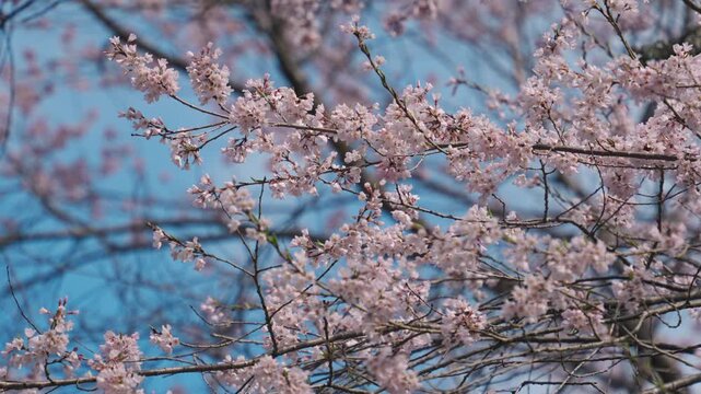 Vibrant Sakura Cherry Blossom blooming with blue sky during springtime in sunny day