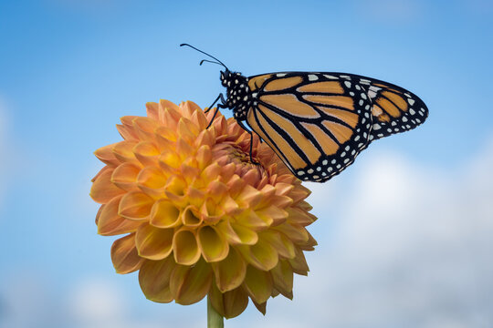 Close up of a monarch butterfly on a dahlia flower