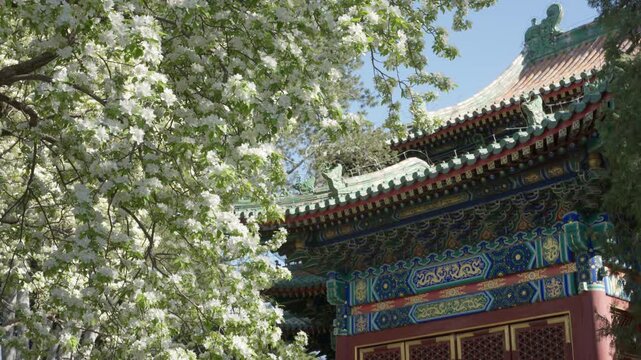Spring Blossoms at Tuancheng: Pear, Begonia, and Lilac Flowers in the Imperial Circular City, Beihai Park