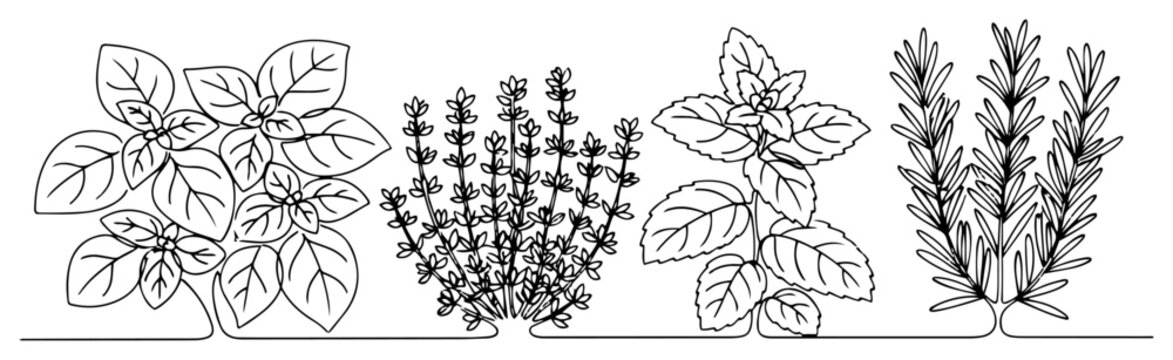 Single continuous line drawing of a set of fresh aromatic herbs Basil thyme mint and rosemary collection for cooking Minimalist vector illustration