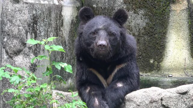 水に入り、リラックスするツキノワグマのオスのクローズアップ 4K Asian black bear