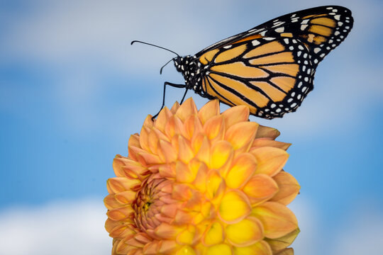 Close up of a monarch butterfly on a dahlia flower