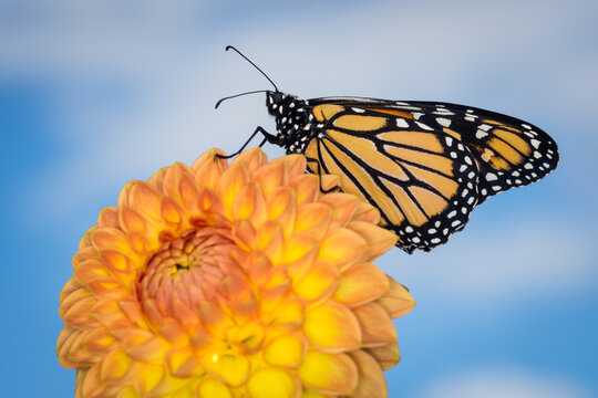 Close up of a monarch butterfly on a dahlia flower