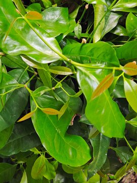 Fresh Green Leaves of Melinjo Tree (Gnetum gnemon) with Young Shoots.