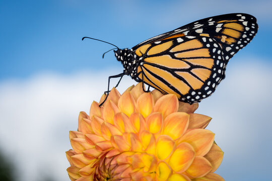 Close up of a monarch butterfly on a dahlia flower