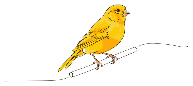 Atlantic canary bird colored continuous one line drawing wildlife animal minimalist vector illustration