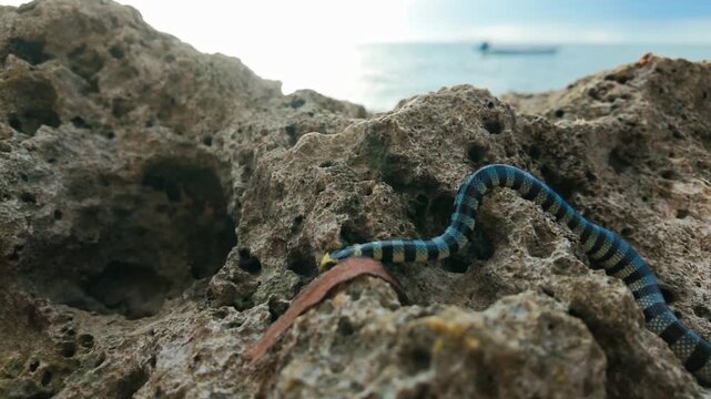 Calm banded sea krait resting on textured coastal rocks with ocean shimmer