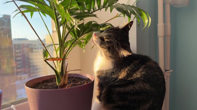 cat by the window eating houseplant aroid palm