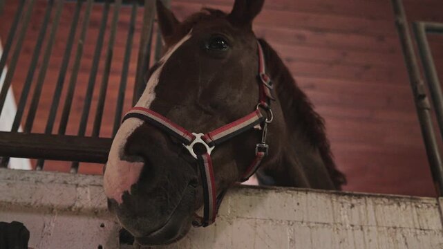 Close up of a brown horse with a white blaze wearing a halter inside a stable stall