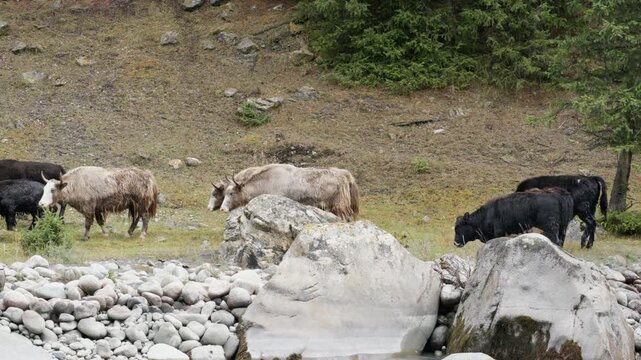 Domestic Yaks walking through mountain river in Kyrgyzstan