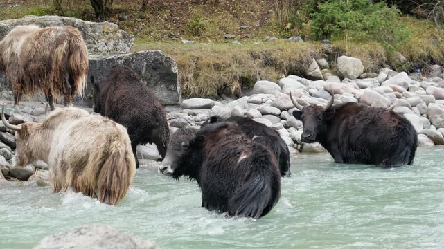 Domestic Yaks walking through mountain river in Kyrgyzstan