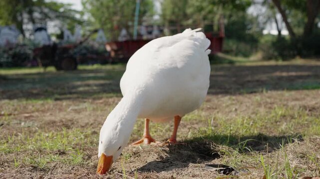 White goose foraging and pecking at ground in sunny farm field